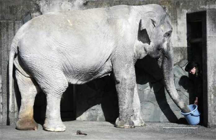In this Jan. 27, 2016, file photo, a zoo attendant feeds Hanako the elephant at Inokashira Park Zoo on the outskirts of Tokyo. Photo:Eugene Hoshiko / Associated Press