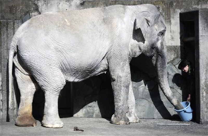 In this Jan. 27, 2016, file photo, a zoo attendant feeds Hanako the elephant at Inokashira Park Zoo on the outskirts of Tokyo. Photo:Eugene Hoshiko / Associated Press