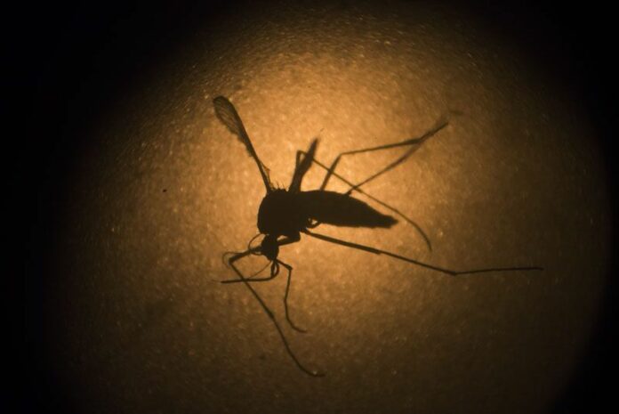 An Aedes aegypti mosquito is photographed Jan. 27 through a microscope at the Fiocruz institute in Brazil. Photo: Felipe Dana / Associated Press<br />