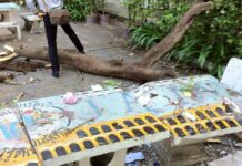 Chulalongkorn Freshmen Seriously Injured by Falling Tree
