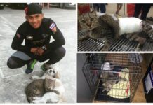 Superstar Boxer Buakaw Demands Justice as His Cat Clings to Life