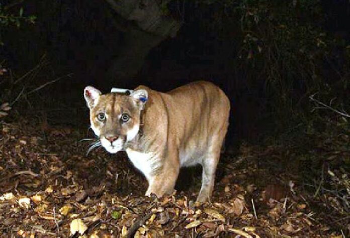This Nov. 2014 file photo provided by the National Park Service shows the Griffith Park mountain lion known as P-22. Photo: National Park Service / Associated Press