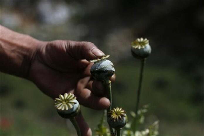 In this Jan. 26, 2015 file photo, an opium grower shows how he "milks" a poppy flower bulb to obtain opium paste in the Sierra Madre del Sur mountains of Guerrero state, Mexico. Photo: Dario Lopez-Mills / Associated Press