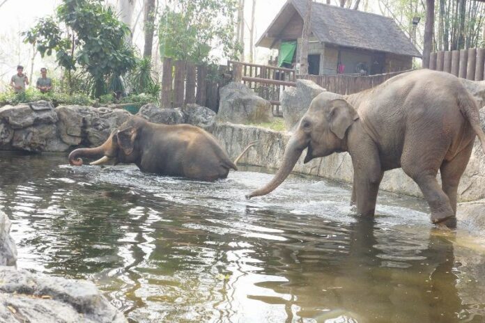 Elephants cool off March 13 at Chiang Mai Zoo. Photo: Chiang Mai Zoo / Facebook