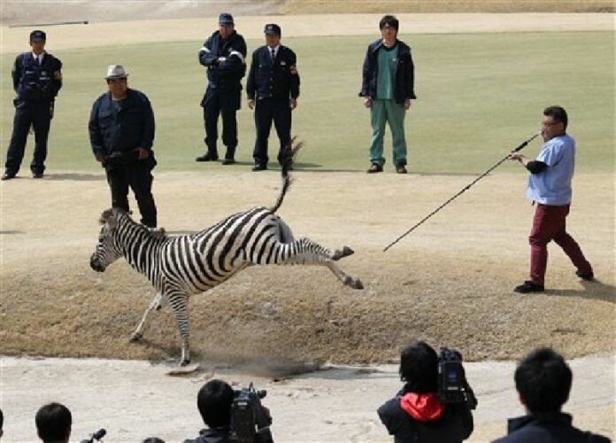 An animal doctor uses a tranquilizer dart to capture an zebra on a golf course in Toki, Gifu prefecture, central Japan Wednesday, March 23, 2016. Photo: Naoya Osato / Kyodo News / Associated Press