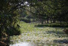 Find Natural Bliss at Bangkok’s Suan Luang Rama IX