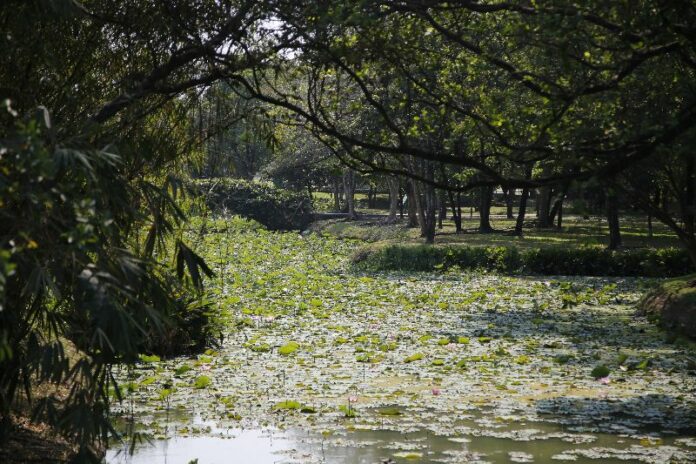 Bangkok’s Rama IX Park in a recent photo