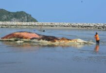 Giant Whale Killed by Boat Pulled Ashore in Prachuap Khiri Khan
