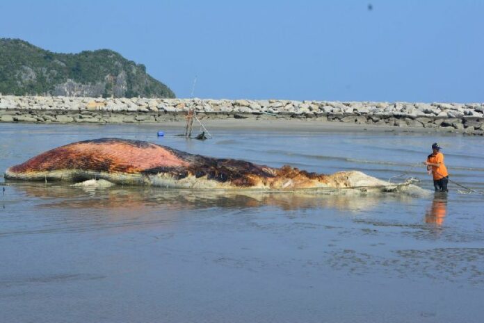 A Bryde’s whale after it was pulled ashore Friday morning on Khlong Wan Beach in Prachuap Khiri Khan province. <br />