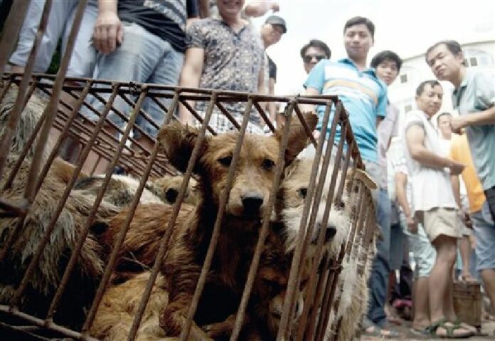 In this June 21, 2015, file photo, dogs in cages are sold by vendors at a market during a dog meat festival in Yulin in south China's Guangxi Zhuang Autonomous Region. Photo: Chinatopix / Associated Press