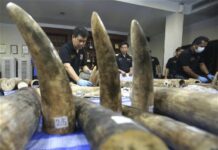 Police Arrest Suspected Kingpin of Wildlife Trafficking