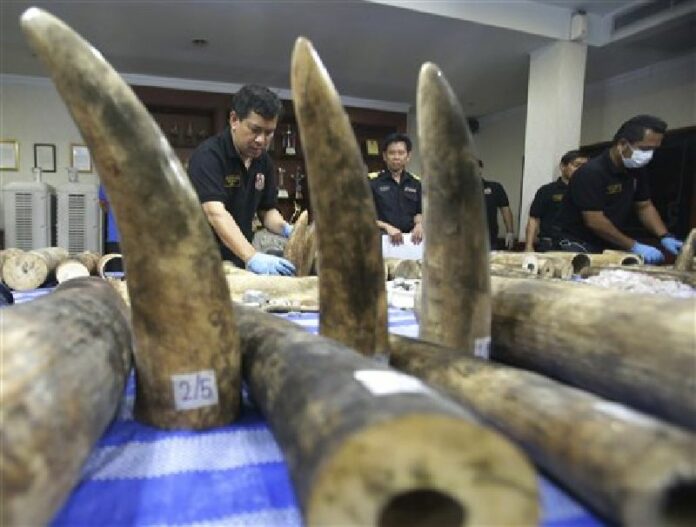 Thai customs officials display seized ivory in 2016 during a press conference in Bangkok. Photo: Sakchai Lalit / Associated Press