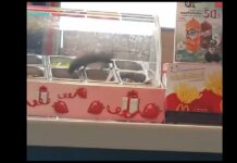 McDonald's Blames Rat on Filthy Hat Yai Neighborhood
