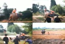 ‘Baitoey RSiam’ Falls Off Renegade Buffalo