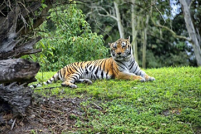 An Asian tiger in December. Photo: Andres Alvarado / Flickr