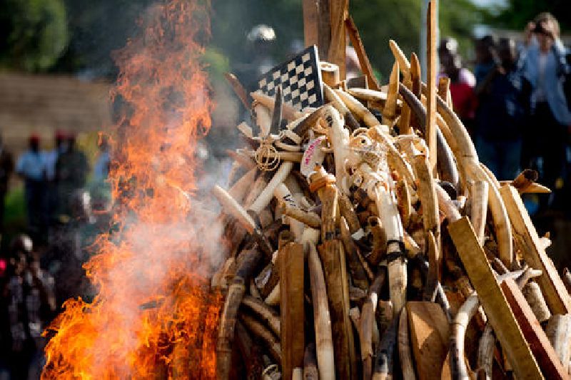 Heavily armed guards stand next to a pile of illegally trafficked elephant tusks and hundreds of finished ivory products as they prepare to destroy them at the Palais des Congres, in Yaounde, Cameroon, Tuesday, April 19, 2016 Photo: Andrew Harnik / Associated Press