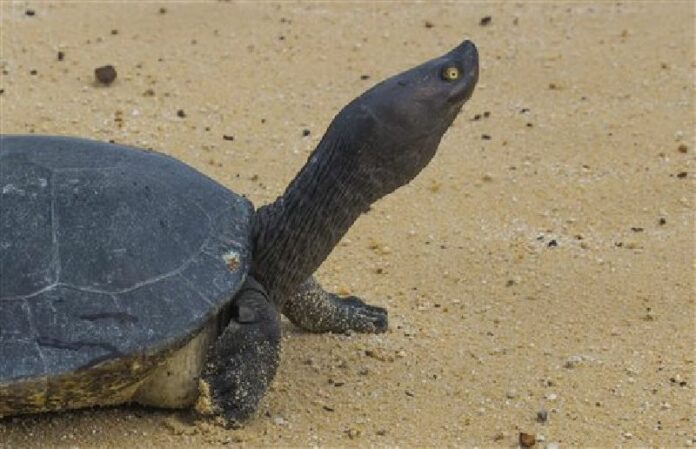 In this June 24, 2015, photo released by Wildlife Conservation Society, a Cambodian Royal Turtle walks on the sand of Sre Ambel river bank, in Koh Kong province, in western Phnom Penh, Cambodia. Photo: Wildlife Conservation Society / Associated Press