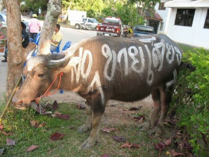 Graffiti on a buffalo urges no corruption in the 2007 general election in a photo taken by the Asian Network for Free Elections