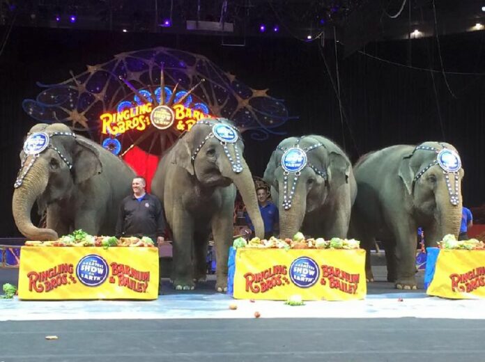Photo: Ringling Bros. and Barnum & Bailey Circus