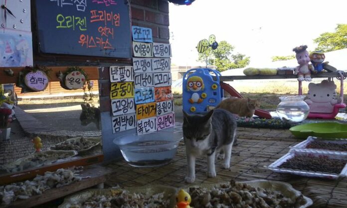 Stray cats approach food left out by South Korean Koo Eun-je, the 35-year-old host of the online Cat TV, at 'a restaurant for cats' on April 29 in JeollaNamdo, South Korea. Photo: Koo Eun-je / Associated Press