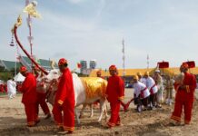 Oxen Soothsayers Predict Enough Rainfall, Prosperous Economy
