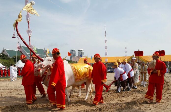 Officials dressed in traditional costumes walk with oxen during the annual royal ploughing ceremony in central Bangkok, May 9, 2016. Photo: Athit Perawongmetha / Reuters