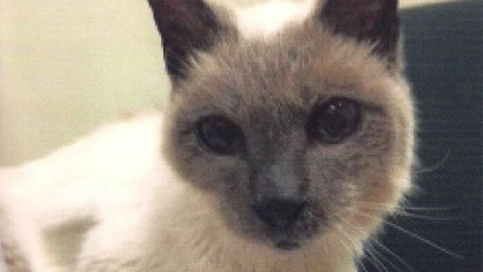 Scooter, the 30-year-old Siamese-American cat, in an undated photo. Photo: Guinness World Records
