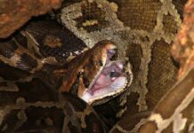 Man Wins Desperate Struggle to Free Penis From Toilet Python