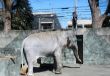 Elderly Thai Elephant Dies in Depressing Japanese Zoo