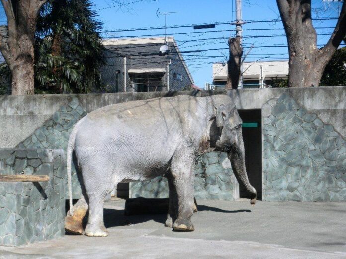 Photo: Thai Embassy in Tokyo / Facebook<br />
