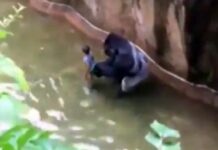 Endangered Gorilla Shot Dead After Boy Falls Into Enclosure (Video)