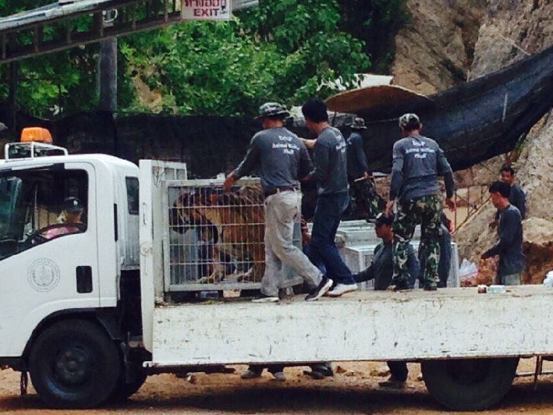 First tiger is loaded onto official's truck this afternoon at Tiger Temple in Kanchanaburi province. Photo: Edwin Wiek / Twitter