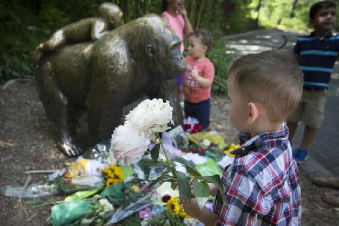 A boy brings flowers to put beside a statue of a gorilla outside the shuttered Gorilla World exhibit at the Cincinnati Zoo & Botanical Garden, Monday, May 30, 2016, in Cincinnati. Photo: John Minchillo / Associated Press